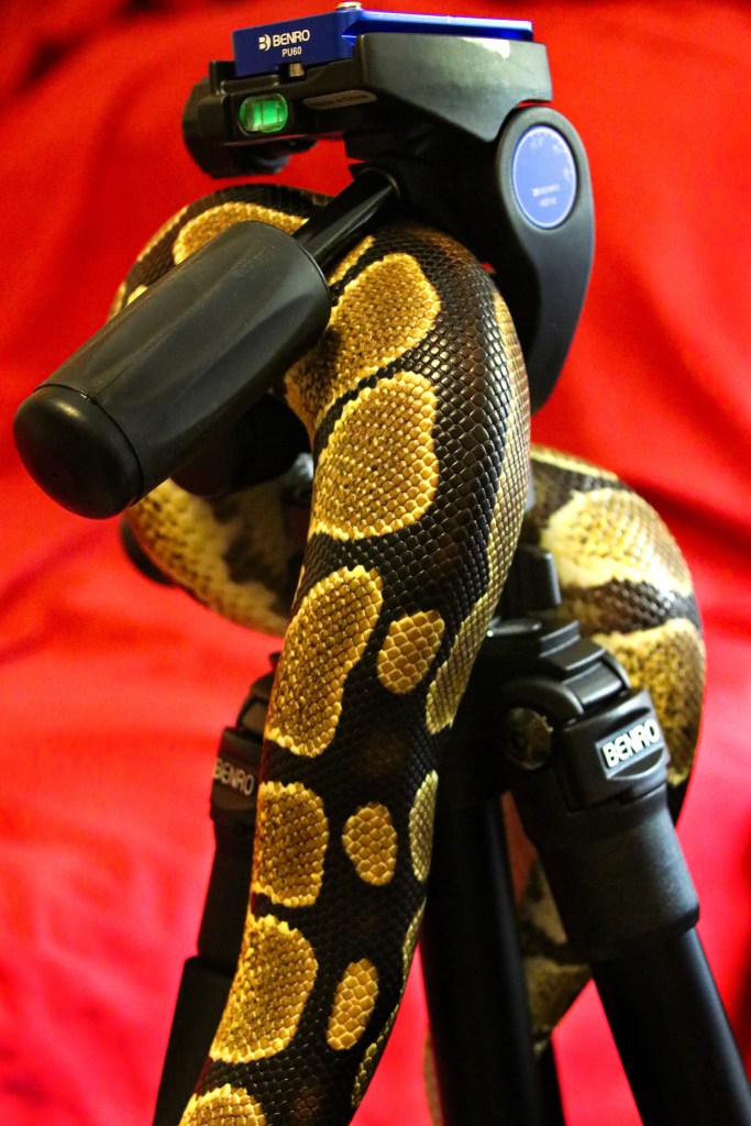 A ball python wrapped around a camera tripod while exploring the room--close up on her colorful pattern against a red background