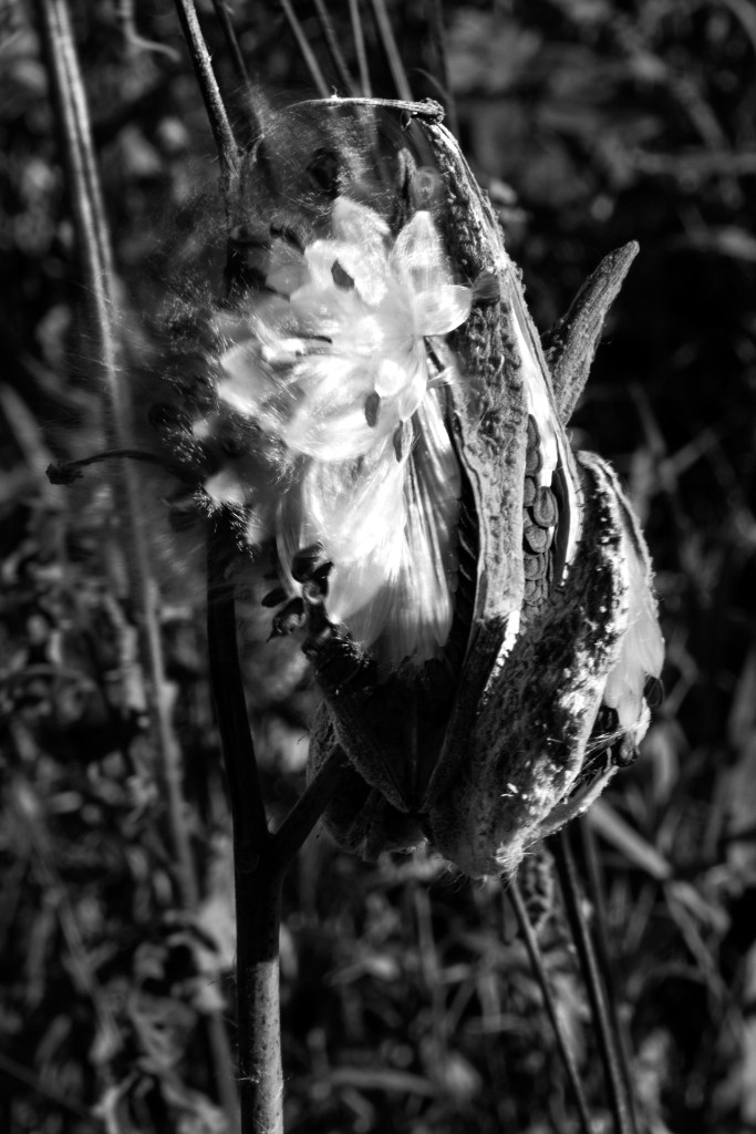 Greyscale image of a milkweed pod bursting open with seeds
