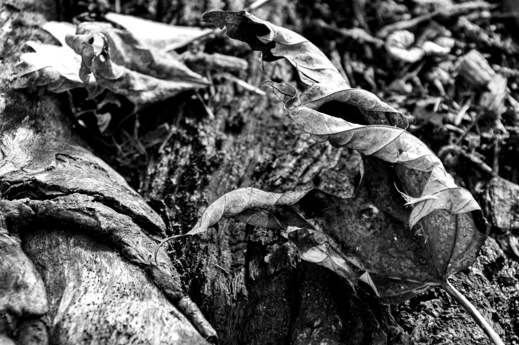 Greyscale image of fallen leaves with interesting texture