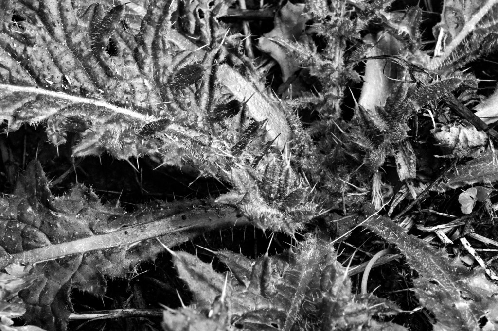 Milk thistle in greyscale to show the spines