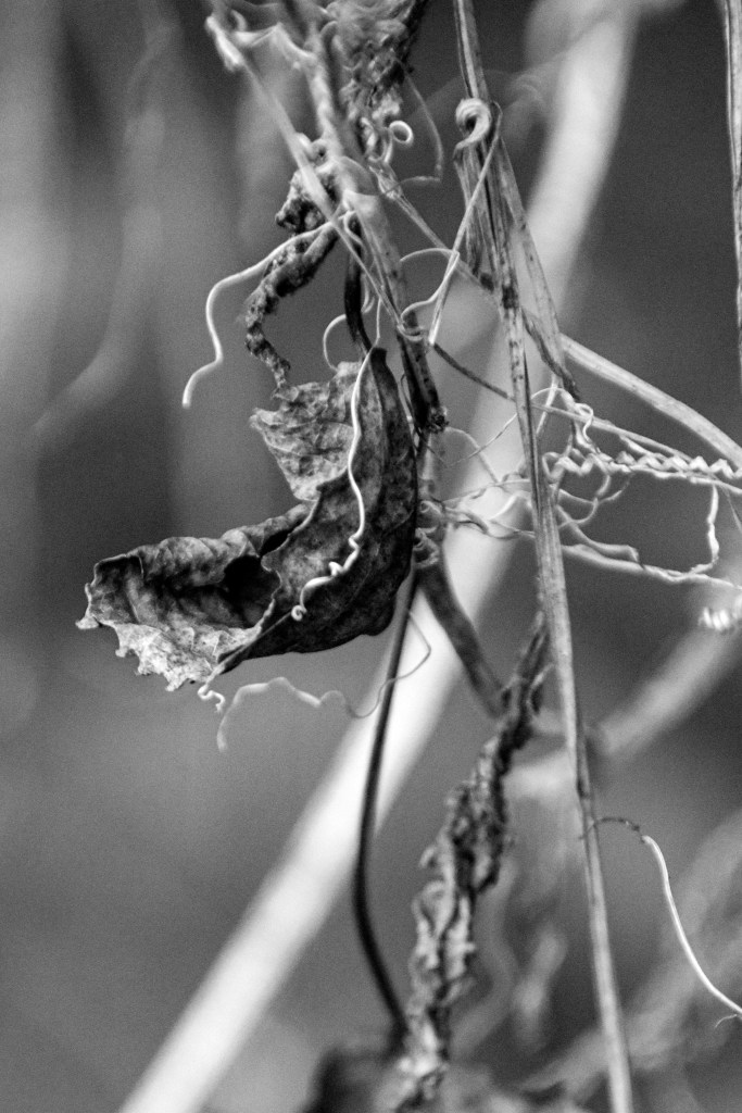 Dried leaves on a branch creating interesting contrast and texture
