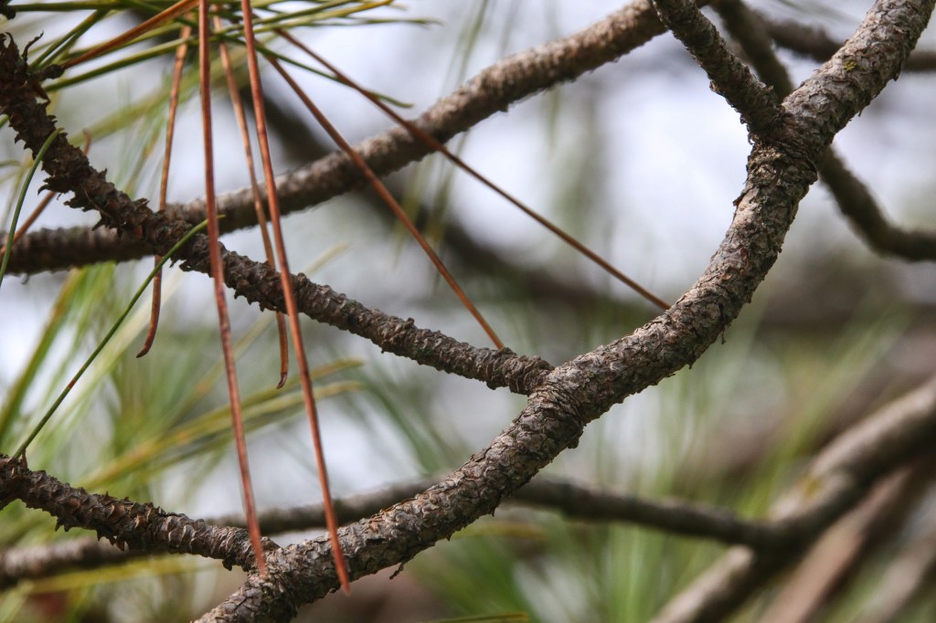 Interlaced pine branches