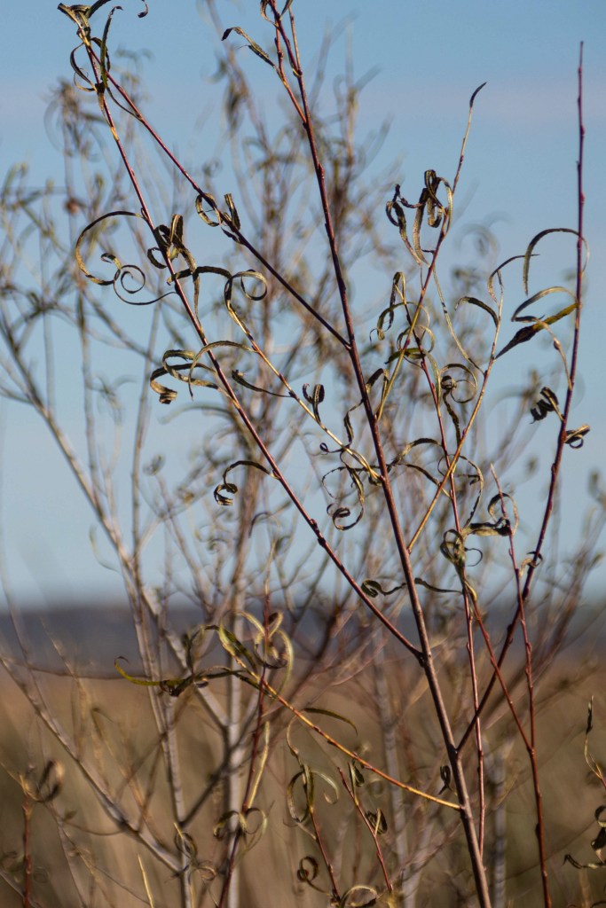 Pattern of delicate curled dry leaves still on the slender stems of a plant in fall