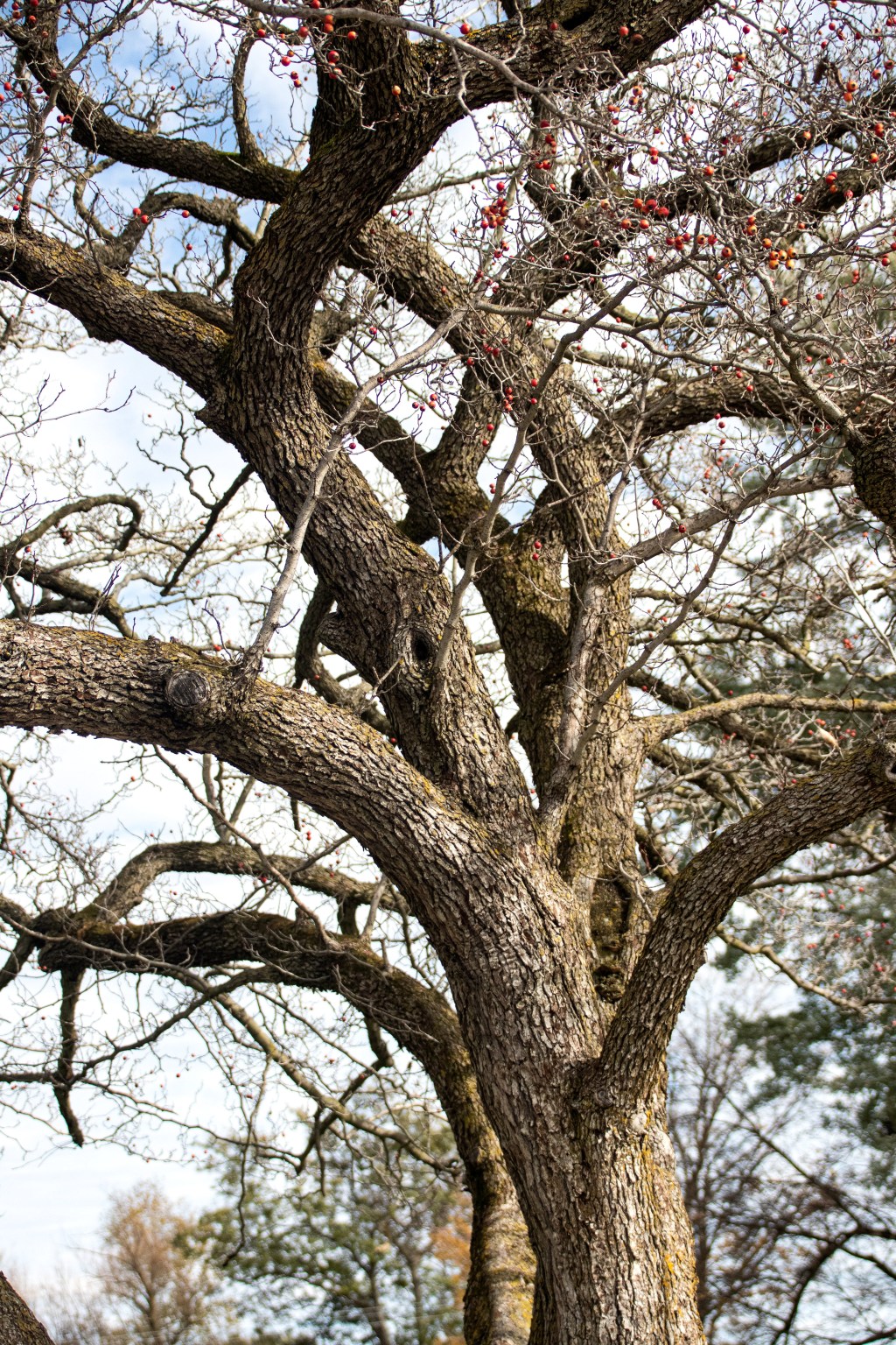 Photograph showing the rhythm and pattern of curved tree branches in harmony with the tree trunk