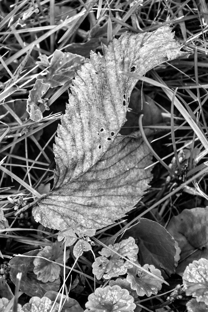 Greyscale image of a patterned leaf