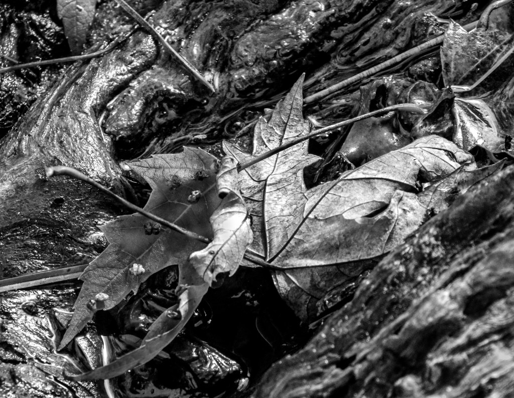 Greyscale image of two maple leaves fallen on a wet trunk