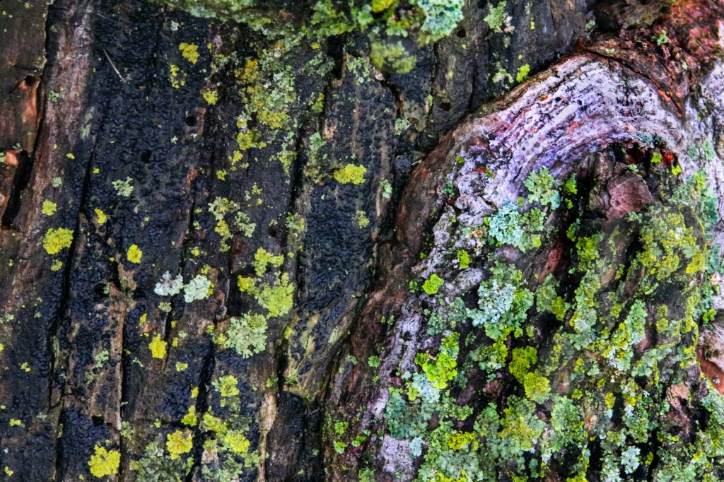 Close up of lichen and moss on a damp tree trunk